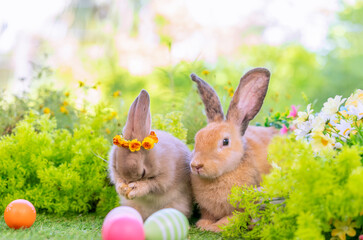 young fluffy bunnies, brown adorable rabbit sitting with easter eggs on nature background,concept for easter celebration