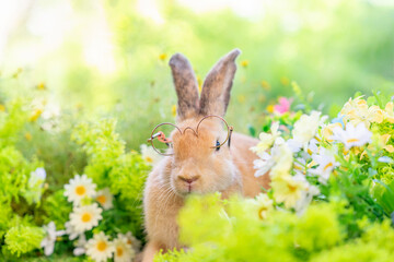 young fluffy rabbit with eye glasses sitting in nature background,concept of bunny easter