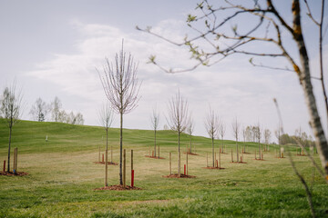 Young trees planted in neat rows on a grassy hillside with support stakes, under a partly cloudy...