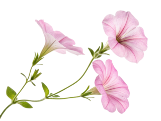 Petunia flowers bloom gracefully with delicate pink petals showcasing their beauty and charm in vibrant garden setting