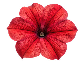 vibrant petunia flower showcases stunning red petals with intricate veining that captivates eye and brings joy to any garden