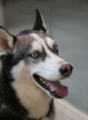 Close-up portrait of a beautiful Siberian Husky with expressive eyes and a joyful expression,...