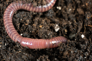 Earthworm on Soil Close-Up Macro View