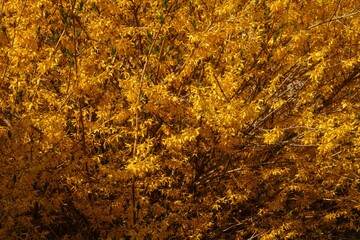 Forsythia shrub with yellow flowers blooming in a garden