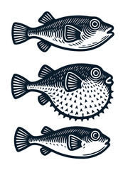 Fototapeta premium Three pufferfish illustration in vintage black engraving style