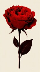 Single Lush Red Rose with Green Leaves on Display Against a Light Background Symbolizing Love and Passion