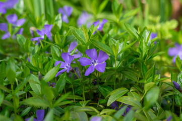 Vinca minor lesser periwinkle ornamental flowers in bloom, common periwinkle flowering plant,...