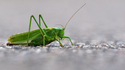 Portrait Of A Great Green Bush-Cricket On A Road (Tettigonia Viridissima) 16x9