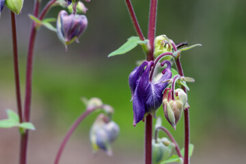 Blüten der gemeinen Akelei am Waldrand - Aquilegia vulgaris