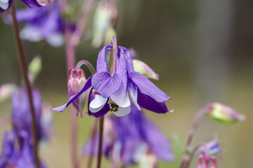 Blüten der gemeinen Akelei am Waldrand - Aquilegia vulgaris