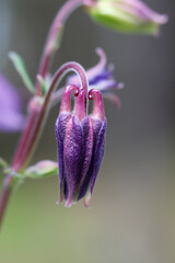 Blüten der gemeinen Akelei am Waldrand - Aquilegia vulgaris