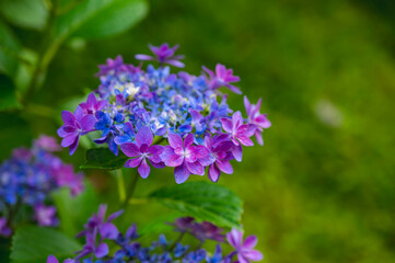 アジサイ　歌合せ