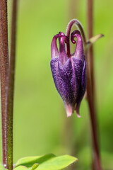 Blüten der gemeinen Akelei am Waldrand - Aquilegia vulgaris