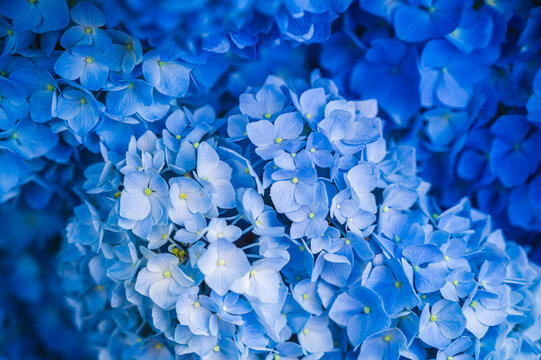 「きれいな花」の写真素材 | 5,384,834件の無料イラスト画像 | Adobe Stock