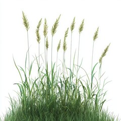Fototapeta premium Tall Meadow Grass Cutout Transparent Background