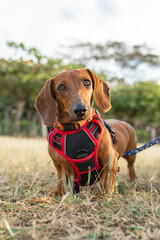 Close-up of dachshund dog with harness in outdoor field