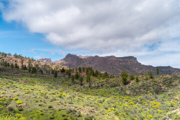 Top of Gran Canaria landscape. Cercados de Araña town. Canary Islands Spain.	