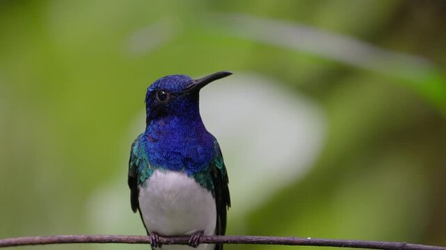White-necked jacobin on a twig