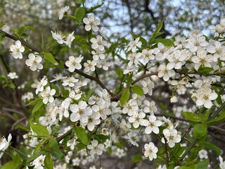 white cherry blossom