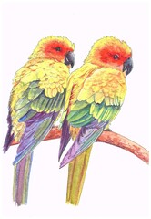 pair of parrots