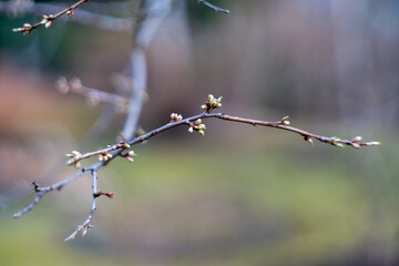 A branch with buds in spring. Buds on spring trees.