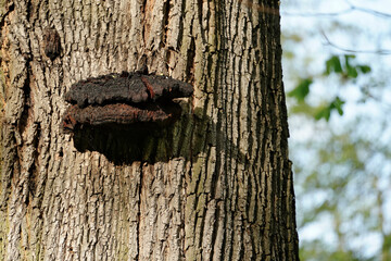 Close up of tree trunk bark texture with large bracket fungus growing. Represents forest ecosystem,...