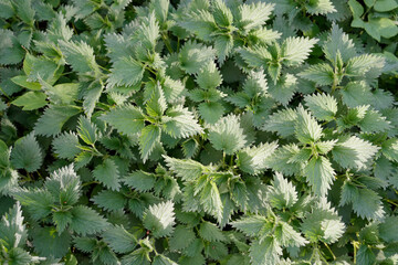 Top down view of a dense patch of stinging nettle plants Urtica showing green foliage texture....