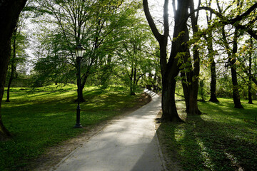 Fototapeta premium Sunlit path curves through established city park landscape lined with mature trees and vintage lamppost. Tranquil nature setting ideal for walking or quiet contemplation.