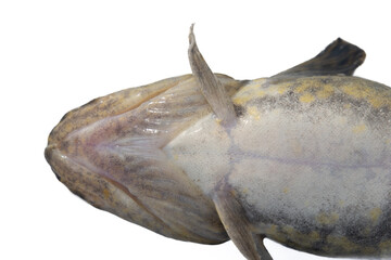 Winter (ice) fishing. Burbot (Lota lota) is a real winter fish. Burbot caught on the north frozen...