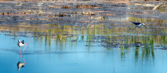 Black-winged stilts (Himantopus himantopus) as inhabitants of heavily polluted water bodies (sewage fields, waste landfill deposit) within human settlements. Bird colonies with chicks and nests