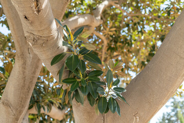 Branch and dark green leaves of Ficus elastica in natural light. Suitable for blog posts, garden...