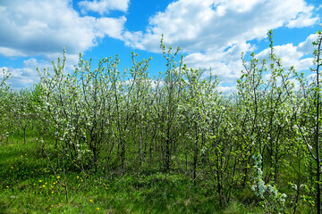 Fototapeta premium Steppe wild frutescent cherry (Prunus chamaecerasus, Cerasus fruticosa). Plot of forest-steppe, blooming wild fruit trees. Type of biocenosis close to natural, primal steppe. Rostov region, Russia