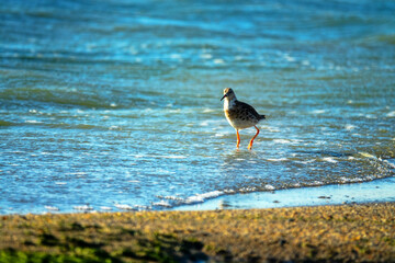 ruff (Philomachus pugnax) migrate in the spring and make migration stops-overs at Lake Sivash. Crimea