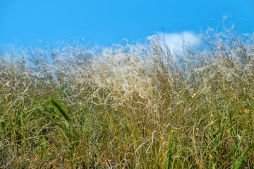 Feather-grass true steppe. Northern Black Sea region. The most common is (Stipa lessingiana or Stipa brauneri). Crimea, Kerch Peninsula