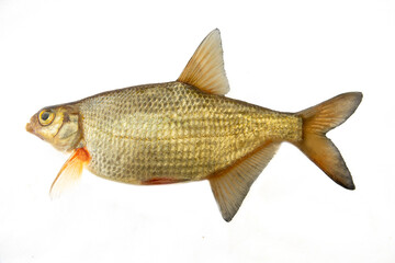 Silver bream (Blicca bjoerkna) portrait isolated on a white background. A specimen during the spawning period. North-eastern Europe. South of Lake Ladoga