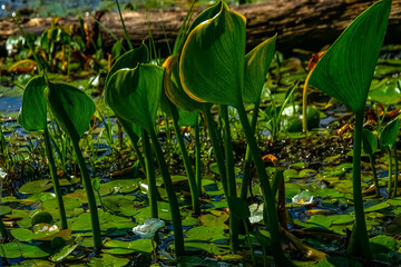 Limnodium. Female Dragon (Calla palustris) side branches that continue to exist as independent plant (vegetative propagation). Frog's-bit (Hydrocharis morsus-ranae), male flower as background