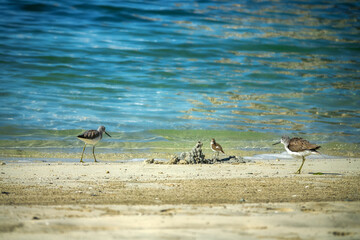 The common greenshank (Tringa nebularia) wintering on the coast of the Persian Gulf