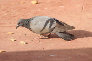 Obraz premium Rock Pigeon Close Up, Common Pigeon on the Ground