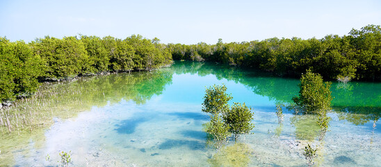 Mangrove forest in the Persian Gulf. Hara tree (Avicennia marina) main type of aquatic vegetation. . Abu Dhabi, Arab Emirates