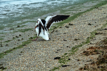 The appearance and incorrect movements of shelduck (Tadorna tadorna) sick with avian flu. Accurate...