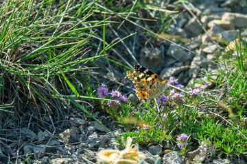 Butterfly satyr on the Crimea thyme (Thymus tauricus) honey plant. Feodosiya low-mountain phrygana shrub-steppe landscape