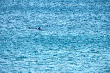 Naklejka premium The North Black Sea on a sunny spring day and a porpoise playing