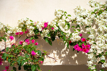 Bougainvillea spectabilis, also known as great bougainvillea, is a species of flowering plant. It is native to Brazil, Bolivia, Peru, and Argentina's Chubut Province. It is widely grown as an ornament