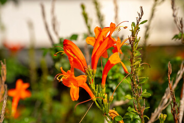 Tecomaria capensis, the Cape honeysuckle, is a species of flowering plant in the family...