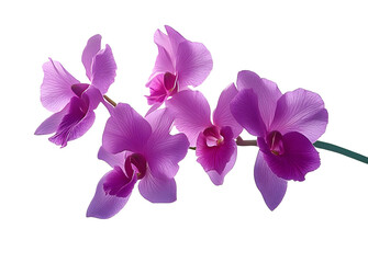 purple orchid isolated on white background