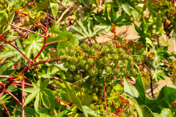 Ricinus communis, the castor bean or castor oil plant, is a species of perennial flowering plant in the spurge family, Euphorbiaceae. It is the sole species in the monotypic genus, Ricinus, and subtri