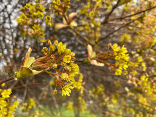Yellow-Green Bloom of Acer Platanoides Tree Norway Maple
