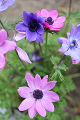 blooming violet flowers anemones detailed close up