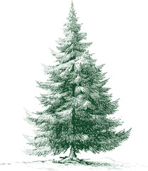Obraz premium Illustration of a detailed green pine tree with snow on branches, winter scenery in sketch style. Vector illustration