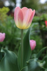 ice-cream tulip gentle flower yellow rose